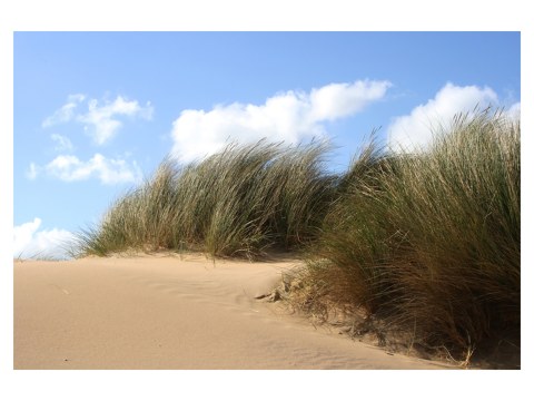 dune landaise