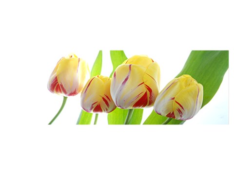 Tulpen Bilder