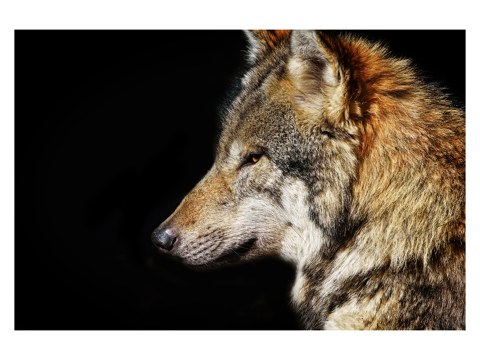 Wolf Bild