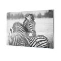 Zebras in Wildnis, auf Alu-Dibond gedruckt